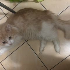 Подробнее об объявлении «Пропал кот Чехов» Фото: пропала кошка  «Пропал кот Чехов» в г. Чехов