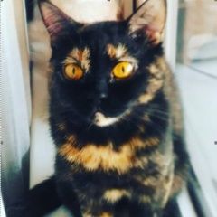 Подробнее об объявлении «Пропала кошка мо Икша» Фото: пропала кошка  «Пропала кошка мо Икша» в г. Икша