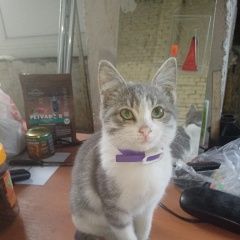 Подробнее об объявлении «Пропала кошка Тольятти» Фото: пропала кошка  «Пропала кошка Тольятти» в г. Тольятти