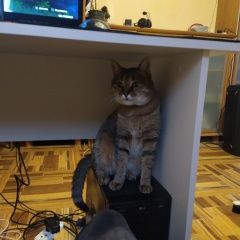 Подробнее об объявлении «Пропала кошка Севастополь» Фото: пропала кошка  «Пропала кошка Севастополь» в г. Севастополь