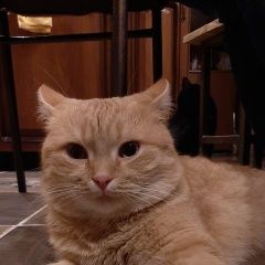Картинка пропала кошка В городе Тимашевск потерян котик. Тимашевск