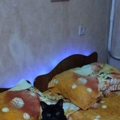 Подробнее об объявлении «Пропал кот черный кот Краснодар» Фото: пропала кошка  «Пропал кот черный кот Краснодар» в г. Краснодар