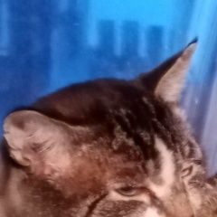 Подробнее об объявлении «Пропал кот пригород сухой ручей Слюдянка» Фото: пропала кошка  «Пропал кот пригород сухой ручей Слюдянка» в г. Слюдянка