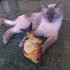 Подробнее об объявлении «Пропал кот Ейск» Фото: пропала кошка Невская маскарадная «Пропал кот Ейск» в г. Ейск