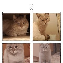 Подробнее об объявлении «Пропал кот Улан-Удэ» Фото: пропала кошка  «Пропал кот Улан-Удэ» в г. Улан-Удэ