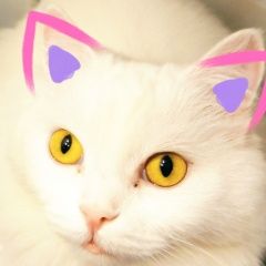 Подробнее об объявлении «Пропала кошка Дмитров» Фото: пропала кошка Турецкий ван «Пропала кошка Дмитров» в г. Дмитров