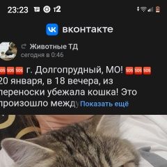 Подробнее об объявлении «Пропала кошка помогите найти Долгопрудный» Фото: пропала кошка  «Пропала кошка помогите найти Долгопрудный» в г. Долгопрудный