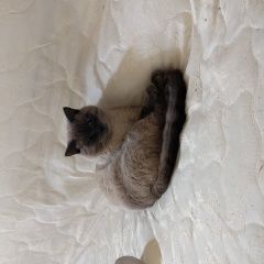 Подробнее об объявлении «Пропал кот сиамской породы Краснодар» Фото: пропала кошка Сиамская кошка «Пропал кот сиамской породы Краснодар» в г. Краснодар