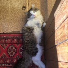 Подробнее об объявлении «Пропал кот вознаграждение Львовский» Фото: пропала кошка  «Пропал кот вознаграждение Львовский» в г. Львовский