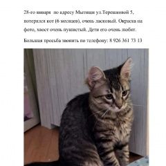 Картинка пропала кошка В городе Мытищи потерян котэ. Мытищи