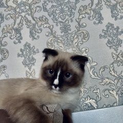 Подробнее об объявлении «Пропал кот шотландская кошка Алматы (Алма-Ата)» Фото: пропала кошка Шотландский терьер «Пропал кот шотландская кошка Алматы (Алма-Ата)» в г. Алматы (Алма-Ата)