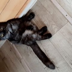 Подробнее об объявлении «Пропал кот по кличке тишка Иглино» Фото: пропала кошка  «Пропал кот по кличке тишка Иглино» в г. Иглино