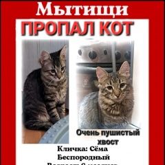Подробнее об объявлении «Пропал кот в мытищах сёма Мытищи» Фото: пропала кошка  «Пропал кот в мытищах сёма Мытищи» в г. Мытищи