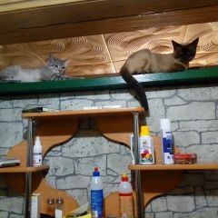 Подробнее об объявлении «Пропал кот Коломна» Фото: пропала кошка Тайская кошка «Пропал кот Коломна» в г. Коломна