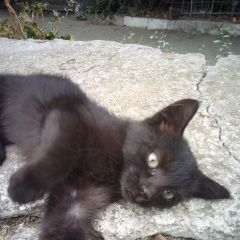 Подробнее об объявлении «Пропала кошка в ялте Ялта» Фото: пропала кошка  «Пропала кошка в ялте Ялта» в г. Ялта