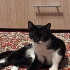 Подробнее об объявлении «Пропал котёнок сбежал из окна Александров» Фото: пропала кошка  «Пропал котёнок сбежал из окна Александров» в г. Александров