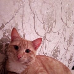 Подробнее об объявлении «Пропала кошка Минск» Фото: пропала кошка  «Пропала кошка Минск» в г. Минск