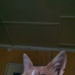 Подробнее об объявлении «Пропал кот срочно Харабали» Фото: пропала кошка  «Пропал кот срочно Харабали» в г. Харабали