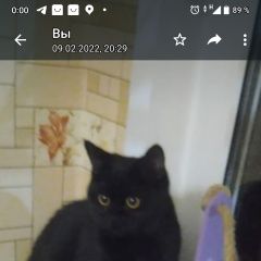 Подробнее об объявлении «Пропала кошка черная кошка Сочи» Фото: пропала кошка  «Пропала кошка черная кошка Сочи» в г. Сочи