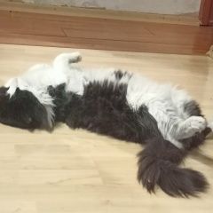 Подробнее об объявлении «Пропал кот Ангарск» Фото: пропала кошка  «Пропал кот Ангарск» в г. Ангарск