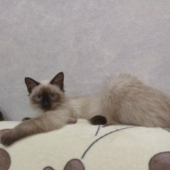 Подробнее об объявлении «Пропал кот Воронеж» Фото: пропала кошка  «Пропал кот Воронеж» в г. Воронеж