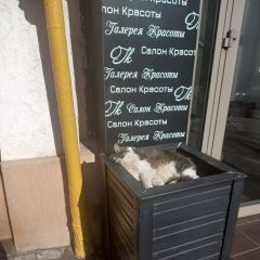 Подробнее об объявлении «Пропал кот верните Ростов-на-Дону» Фото: пропала кошка  «Пропал кот верните Ростов-на-Дону» в г. Ростов-на-Дону