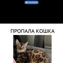 Подробнее об объявлении «Пропала кошка бенгальская кошка Москва» Фото: пропала кошка Бенгальская кошка «Пропала кошка бенгальская кошка Москва» в г. Москва
