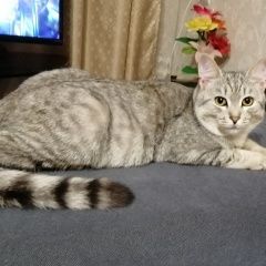 Подробнее об объявлении «Пропал кот Владимир» Фото: пропала кошка  «Пропал кот Владимир» в г. Владимир