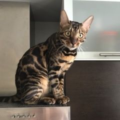 Подробнее об объявлении «Пропал кот. Бронницы» Фото: пропала кошка  «Пропал кот. Бронницы» в г. Бронницы