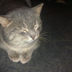 Подробнее об объявлении «Пропал кот Ижевск» Фото: пропала кошка  «Пропал кот Ижевск» в г. Ижевск