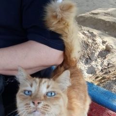 Подробнее об объявлении «Пропал кот Байконур Кзыл-Ординская обл.» Фото: пропала кошка  «Пропал кот Байконур Кзыл-Ординская обл.» в г. Байконур Кзыл-Ординская обл.