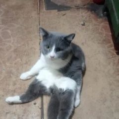 Подробнее об объявлении «Пропал кот помогите Шахты» Фото: пропала кошка  «Пропал кот помогите Шахты» в г. Шахты