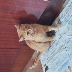Подробнее об объявлении «Пропал кот Орел» Фото: пропала кошка  «Пропал кот Орел» в г. Орел