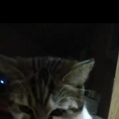 Подробнее об объявлении «Пропала кошка вознагрождение 1000р Высокая Гора» Фото: пропала кошка  «Пропала кошка вознагрождение 1000р Высокая Гора» в г. Высокая Гора