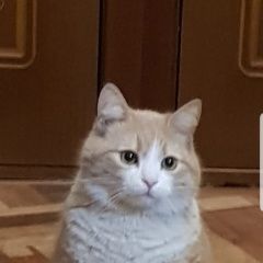 Подробнее об объявлении «Пропал кот персик Ростов-на-Дону» Фото: пропала кошка  «Пропал кот персик Ростов-на-Дону» в г. Ростов-на-Дону