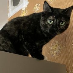 Подробнее об объявлении «Пропала кошка трехцветная. Москва» Фото: пропала кошка  «Пропала кошка трехцветная. Москва» в г. Москва