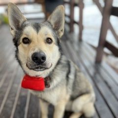 Подробнее об объявлении «Пропала кошка прошу. помогите, похож окрасом на волка Белые Столбы» Фото: пропала кошка  «Пропала кошка прошу. помогите, похож окрасом на...» в г. Белые Столбы