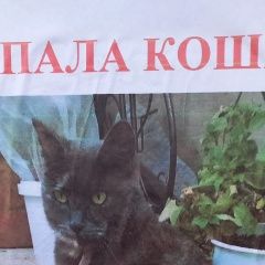 Подробнее об объявлении «Пропала кошка боня в районе 7-8 января. Крымск» Фото: пропала кошка  «Пропала кошка боня в районе 7-8 января. Крымск» в г. Крымск