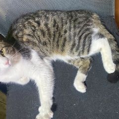 Подробнее об объявлении «Пропал кот Истра» Фото: пропала кошка  «Пропал кот Истра» в г. Истра