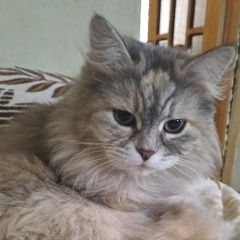 Подробнее об объявлении «Пропала кошка в районе кубгау Краснодар» Фото: пропала кошка Сибирская кошка «Пропала кошка в районе кубгау Краснодар» в г. Краснодар