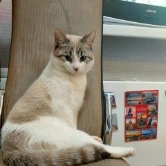 Подробнее об объявлении «Липецк Пропал кот» Фото: пропала кошка  «Липецк Пропал кот» в г. Липецк