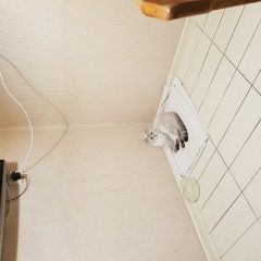 Подробнее об объявлении «Пропал кот Новороссийск» Фото: пропала кошка  «Пропал кот Новороссийск» в г. Новороссийск