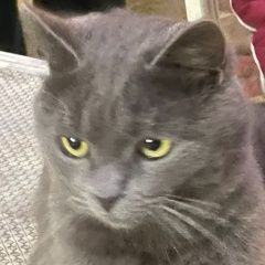 Подробнее об объявлении «Пропала кошка кот Анапа» Фото: пропала кошка  «Пропала кошка кот Анапа» в г. Анапа