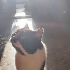 Подробнее об объявлении «Пропала кошка по адресу пр. комарова 1, кличка мяуч. Омск» Фото: пропала кошка  «Пропала кошка по адресу пр. комарова 1, кличка...» в г. Омск
