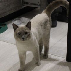 Подробнее об объявлении «Липецк Пропал кот» Фото: пропала кошка  «Липецк Пропал кот» в г. Липецк