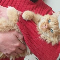 Подробнее об объявлении «Пропал кот кузя Волгодонск» Фото: пропала кошка  «Пропал кот кузя Волгодонск» в г. Волгодонск