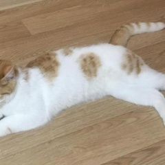 Подробнее об объявлении «Пропала кошка вечером. Иркутск» Фото: пропала кошка  «Пропала кошка вечером. Иркутск» в г. Иркутск