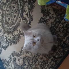 ����: ������� �����  �������� ����� 12. 02. ��������. �������� � �. ��������