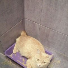 Подробнее об объявлении «Пропала кошка Саратов» Фото: пропала кошка  «Пропала кошка Саратов» в г. Саратов