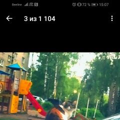 Подробнее об объявлении «Пропала кошка Ярославль» Фото: пропала кошка  «Пропала кошка Ярославль» в г. Ярославль